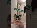 🐈🌾Tricocatt TikTok compilation! 🌾🐈