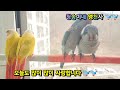 #커플천국 #Couple Heaven #베란다에서 앵무새랑 놀아요 (brid 🐦🐦 )