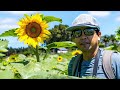 Sunflowers at Sunshine Fields - Karaka, Auckland, New Zealand