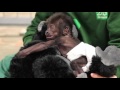 Bristol Zoo's baby gorilla is as cute as ever