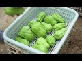 The best way to grow chayote for you, self-water for high yield and no need for a garden