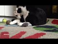 Cat plays with catnip ball Very funny footage