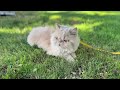 My Golden Persian Cat 💛