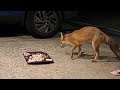 Today's visit to SCFR #wildlife #fox #cuteanimals #viralvideo #vlog #fyp #secondchancefoxrescue