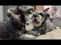 Part2 may dogs playing my room #youtube #daisyvlog