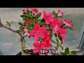 우리집 철쭉분재꽃들이  피엇어요#Grow bonsai as hobby