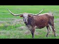 16 Animals With The Largest Horns in the World