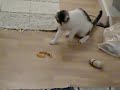 Kitty vs. tangerine peel