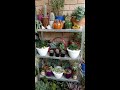 Succulent garden  part  2