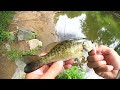 Creek Fishing w/ TINY Baits for Whatever Bites!