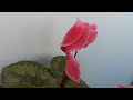 Мои цветы на лоджии в мае 2024/Цикламены, каланхоэ, хоста/My cyclamen, khosta on the loggia in May