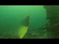 Scuba dive with harbor seal in the kelp forest of McAbee beach, Monterey, CA