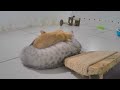 😂 Funny Dog And Cat Videos 😻🐕 Funny Animal Videos 2024 😻