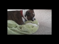 Boxer sucking on his pacifier