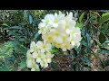 WILD ORCHIDS | #ORCHID FLOWERS | KERALA | TROPICS | GO TROPICAL