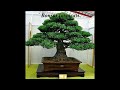 Lohansung Care and Enlargement Methods for Gardens and Bonsai