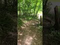 ASMR - walking through the forest