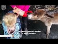 This donkey was raised like a human baby after his mom rejected him