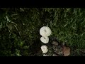 Marasmius rotula, June 30, 2024