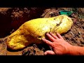 Giant Gold Nugget Was Found By Chance While Mining For Treasure!