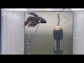 How to Condition Water for Betta Fish？