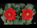 Blooming Flowers Timelapse