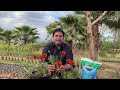 Gazania Flower Plant | How to grow and care Gazania plant | Gazania Propagation