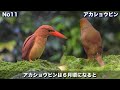 これぞ自然の魅力！楽しみながら学べる野鳥の解説動画！【さえずり付き】