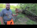 Felling a Dangerous Leaning Tree - Bore Cut Before the Face Cut