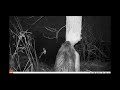 Beaver cutting trees Down Bushnell Trophy Cam