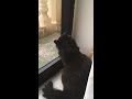 Can your cat speak bird?