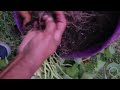 From Scraps to Sweet Potatoes: My Thriving DIY Garden Experiment! FarmerVee
