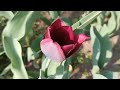 Цветочная ярмарка в парке Ростова/Цветы и саженцы/Flower fair in Rostov-on-Don Park