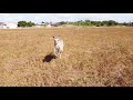 KANGAROO TRIED TO CATCH DRONE