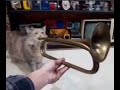 saxaphone cat