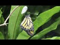 Monarch butterfly emerging time lapse
