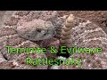 Rattlesnake (100% Clean) | Teminite & Evilwave