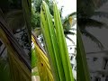 #🧿 Geetha kubera🪶# youtube long video # #coconut #plant#small#plant#after# growing#big #coconut#tree