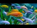Stunning 4K (ULTRA HD) Underwater Wonders - The Best 4K Sea Animals With Calming Music