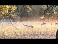 Grazing impalas around Golden Sunset Hour | Botswana