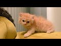 cute kitten #cat #cuteanimal #cutecat #catdoglove