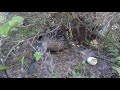 Wild Mallard ducklings hatching and leaving the nest