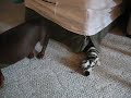 Dachshund Lufa Dog Surprise