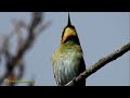 Rainbow Bee-eater Call & Catching Prey~ #Backyardbirds Australia ~ #BirdTV