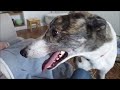 Adopting a Greyhound  - Magnus part 1 (remastered)