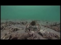 Spider Crabs vs. Stingray -Star Wars