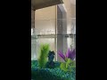 How to put together at home first betta fish aquarium