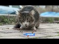 Poor Stray cat is Hesitated and Meowing : Then we became very good FRIENDS