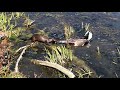 Shocking fight between wild mink and a duck **WATCH UNTIL THE END***