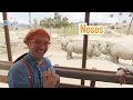 BLIPPI’S TOP TEN MOMENTS WITH ANIMALS! - Blippi | Educational Videos for Kids